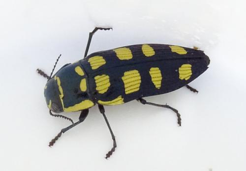 Réf. 170 143 : Buprestis octoguttata