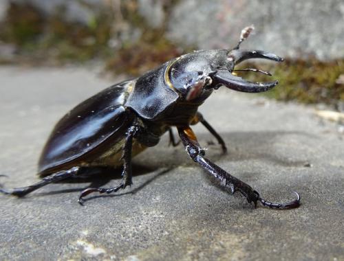 Pseudolucanus barbarossa