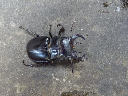 Pseudolucanus barbarossa