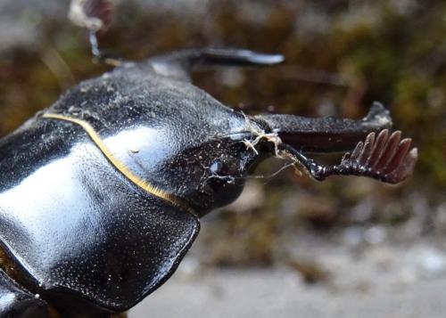 Pseudolucanus barbarossa