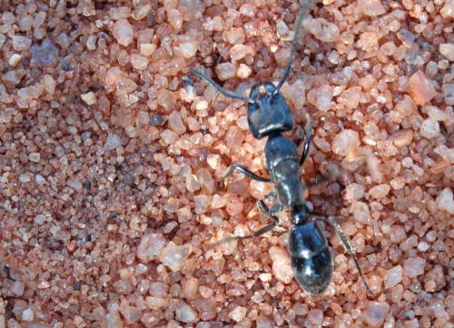 Paltothyreus tarsatus