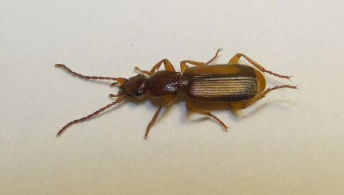 Réf. 170 538 : Polistichus connexus