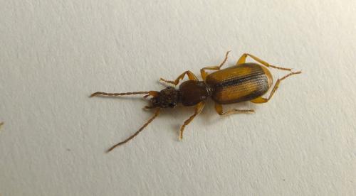 Réf. 170 539 : Polistichus connexus