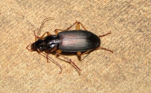 Dolichus halensis