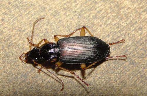 Dolichus halensis