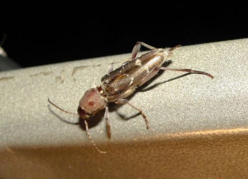 Xylotrechus stebbingi
