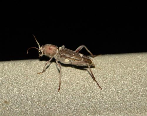 Xylotrechus stebbingi