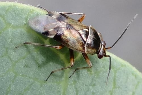 Réf. 170 425 : Deraeocoris serenus
