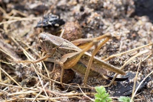 Réf. 170 777 : Platycleis albopunctata