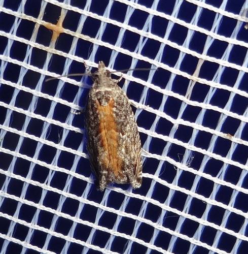 Réf. 170 764 : Epinotia nisella