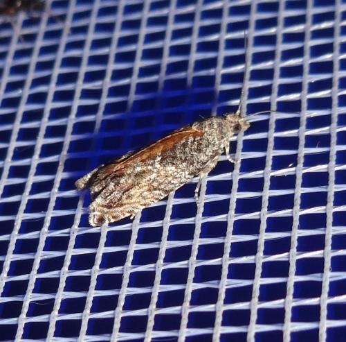 Epinotia nisella
