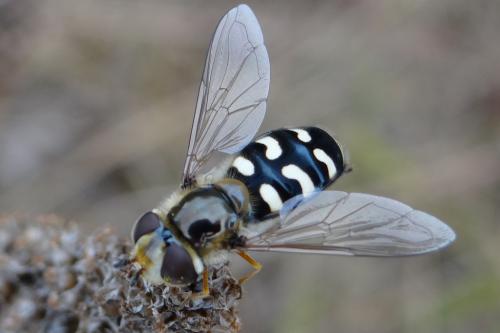 Réf. 170 758 : Scaeva pyrastri