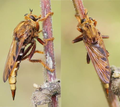 Réf. 170 279 : Asilus crabroniformis