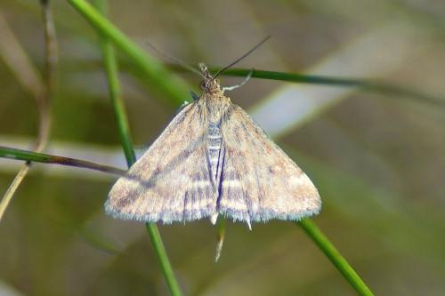 Pyrausta despicata