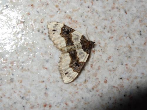 Réf. 170 807 : Cosmorhoe ocellata