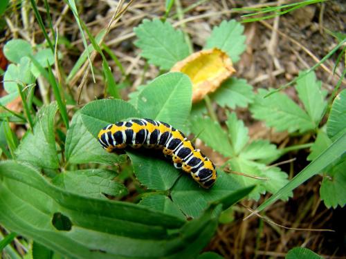 Cucullia lactucae