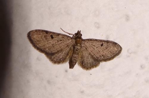 Réf. 170 045 : Eupithecia virgaureata
