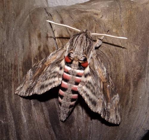 Réf. 170 347 : Agrius convolvuli