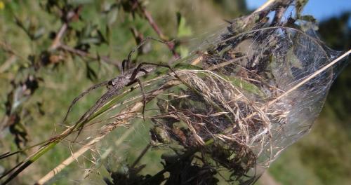 Pisaura mirabilis