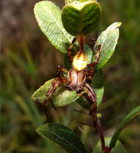 Araneus quadratus