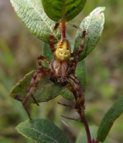Araneus quadratus