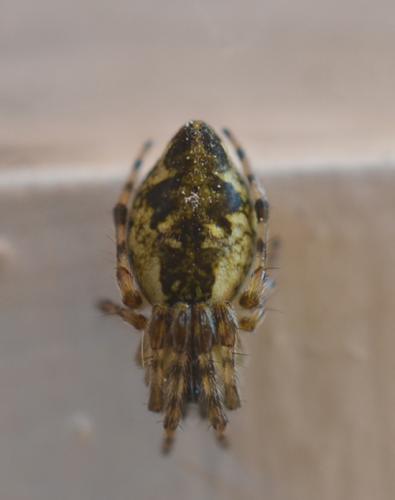 Réf. 170 799 : Cyclosa conica