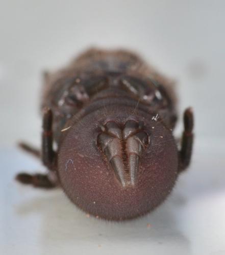 Réf. 170 698 : Atypus piceus