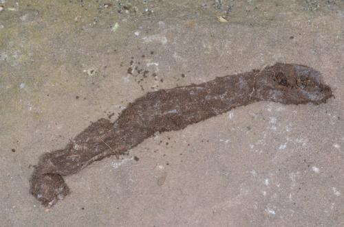 Réf. 170 582 : Atypus piceus
