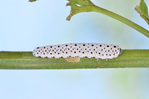Réf. 170 951 : Tenthredo scrophulariae