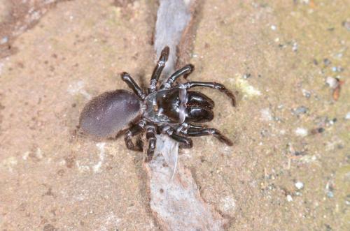 Réf. 170 577 : Atypus piceus