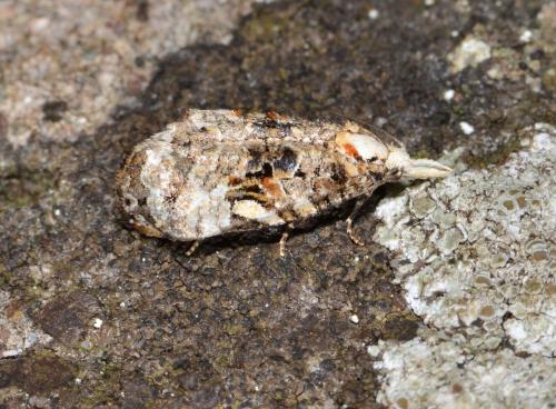 Phtheochroa rugosana
