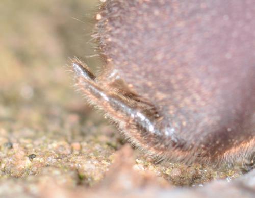 Réf. 170 581 : Atypus piceus