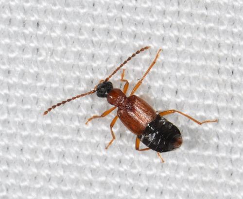 Deleaster dichrous