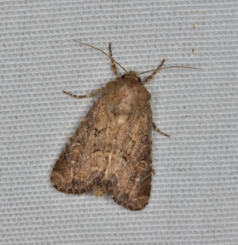 Réf. 170 212 : Luperina testacea