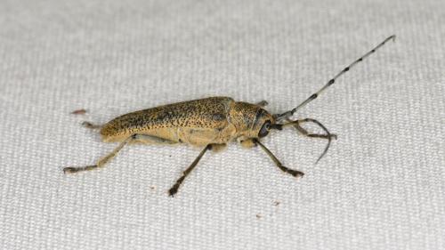 Saperda carcharias