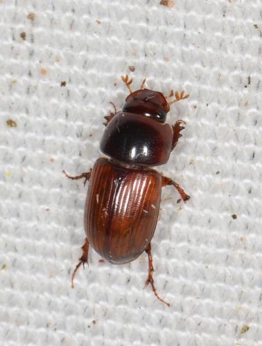 Bodilopsis rufa