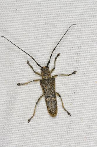 Réf. 170 139 : Saperda carcharias