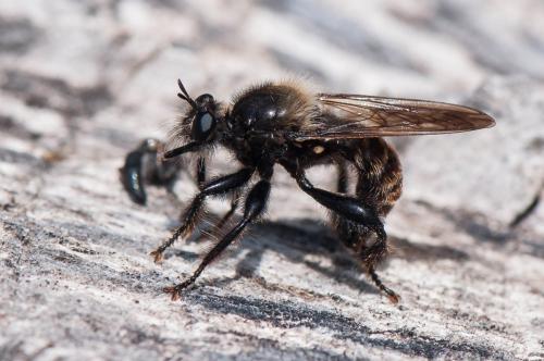 Laphria flava