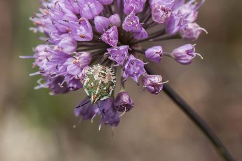 Réf. 170 948 : Carpocoris fuscispinus