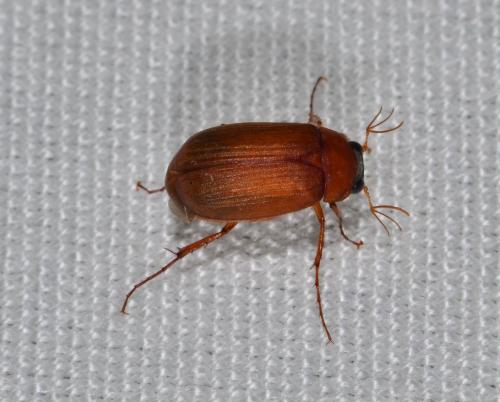 Serica brunnea