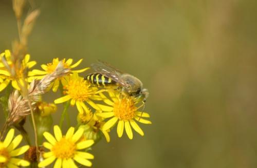 Réf. 170 726 : Bembix rostrata