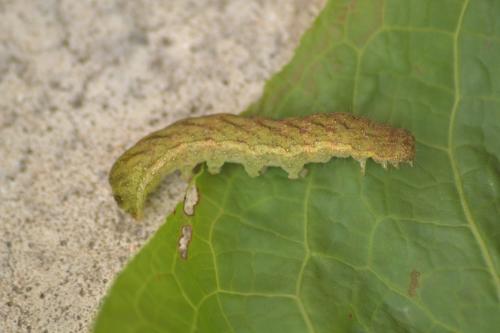 Réf. 170 691 : Phlogophora meticulosa