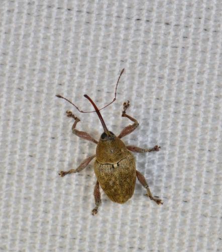 Curculio glandium
