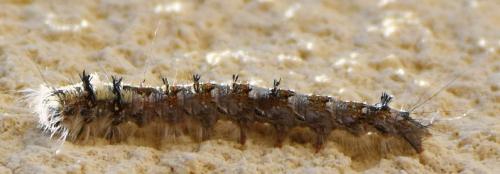 Réf. 170 916 : Dendrolimus pini