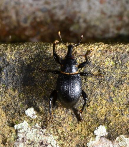 Liparus coronatus
