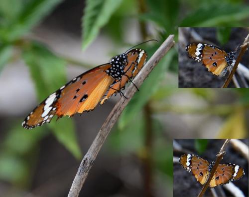 Réf. 170 541 : Danaus chrysippus