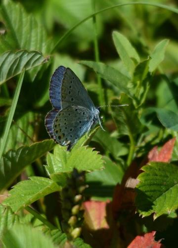 Réf. 170 751 : Plebejus argyrognomon