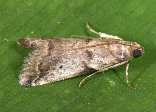 Réf. 170 100 : Acrobasis sp.
