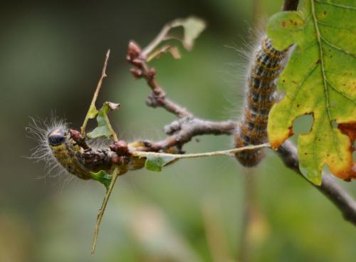 Phalera bucephala