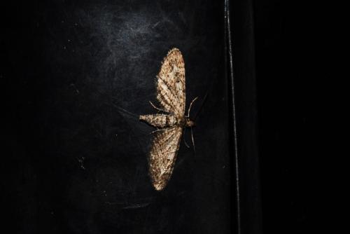 Eupithecia sp.